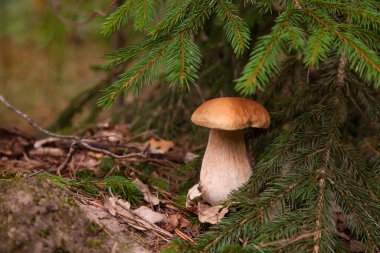 Vahşi doğada Boletus mantarı. Porcini mantarı (Sepet, porcino veya kral bolete, genellikle boletus edulis olarak bilinir) bir sonbahar çam ağacı ormanında yetişir.