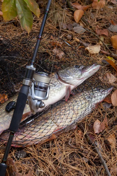 Balıkçılık konsepti, ganimet avı. Lucius 'un sudan balık avı olarak bilinen büyük tatlı su turna balığı. Tatlı su Kuzey turnabalığı Esox Lucius olarak bilinir ve sonbaharda sarı yapraklar üzerinde balıkçılık ekipmanları..