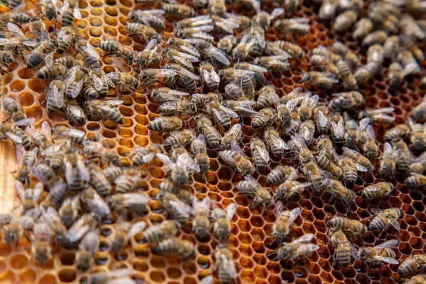 Рамки Пчелиного Улья Занятые Пчелы Внутри Улья Открытыми Закрытыми Клетками Стоковое Изображение