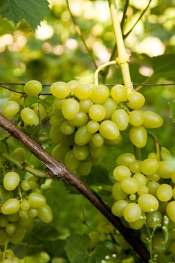 Üzüm bağında asılmış bir demet yeşil üzüm. Bahçede asılı bir demet yeşil üzümün yakın görüntüsü