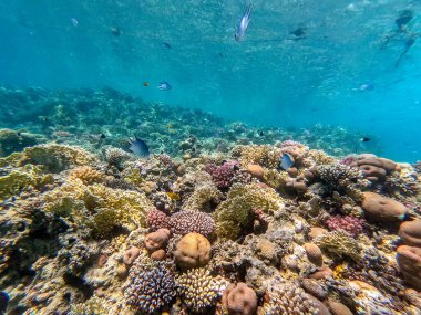 Sualtı panoramik mercan resifleri tropikal balıklar, deniz yosunları ve Mısır 'daki mercanlar. Acropora gemmifera ve Hood mercanı ya da Pürüzsüz karnabahar mercanı (Stylophora pistillata), Lobophyllia hemprichii, Acropora hemprichii veya Pristine Stag