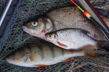 Balık yakalamak - bronz çipura ya da sazan balığı (Abramis brama), yaygın levrek veya Avrupa levreği (Perca Fluviatilis) ve beyaz çipura (Blicca Bjoerkna) olarak bilinen ve siyah balıkçı ağında yüzen olta çubuğu (Blicca Bjoerkna)