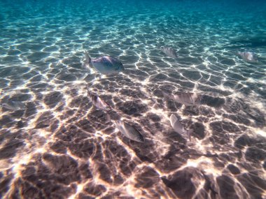 Sargo sürüsü ya da mercan resifinde su altında Diplodus Sargus balığı olarak bilinen Beyaz Deniz balığı sürüsü. Mercanlar ve tropikal balıklarla dolu su altı yaşamı. Kızıl Deniz 'deki Mercan Resifi, Mısır