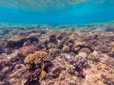 Sualtı panoramik mercan resifleri tropikal balıklar, deniz yosunları ve Mısır 'daki mercanlar. Acropora gemmifera ve Hood mercanı ya da Pürüzsüz karnabahar mercanı (Stylophora pistillata), Lobophyllia hemprichii, Acropora hemprichii veya Pristine Stag