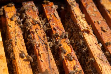 Arı kovanının çerçeveleri. Bal arılarının oluşturduğu çerçeveleri gösteren açılan kovan gövdesinin yakından görünümü