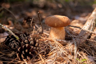Vahşi doğada tek Boletus mantarı. Porcini mantarı (Sepet, porcino veya kral bolete, genellikle boletus edulis olarak bilinir) sonbahar mevsiminde çam ağacı ormanlarında yosun ve kuru yapraklar arasında yetişir.