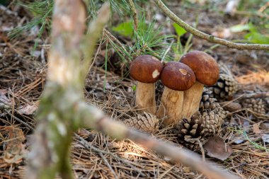 Vahşi doğada üçlü Boletus mantarı. Porcini mantarı (Sepet, porcino veya kral bolete, genellikle boletus edulis olarak adlandırılır) sonbahar mevsiminde yosun ve kuru yaprakların arasında çam ağacı ormanlarında bulunur.