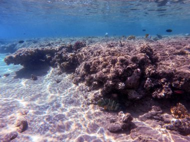 Mercan resifinde su altında Cheilinus lunulatus olarak bilinen tropikal büyük süpürge kuyruğu buğusuna yakından bakın. Mercanlar ve tropikal balıklarla dolu su altı yaşamı. Kızıl Deniz 'deki Mercan Resifi, Mısır