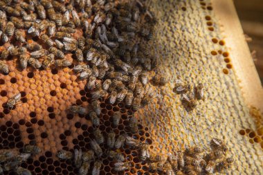 Arı kovanının çerçeveleri. Yavruları için açık ve kapalı hücrelerle kovanın içindeki meşgul arılar. O genç arıların doğumu. Bazı hayvanlar ve petek yapısını gösteren yakın