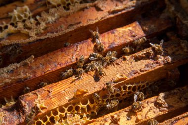 Arı kovanının çerçeveleri. Bal arılarının oluşturduğu çerçeveleri gösteren açılan kovan gövdesinin yakından görünümü