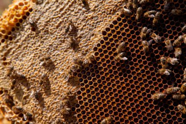 Tatlı ballı arı kovanından alınan bir arı kovanının çerçeveleri. Tatlı bal için açık ve mühürlü hücreleri olan sarı bal peteğinde meşgul arılar. Arı balı güzel kahverengi bal peteğinde toplandı.