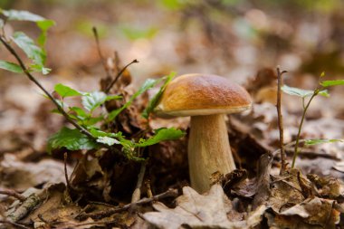 Boletus edulis (cep, porcino veya kral bolete, genellikle Porcini mantarı olarak bilinir) sonbahar mevsiminde orman zemininde yosun ve kuru yapraklar arasında yetişir.