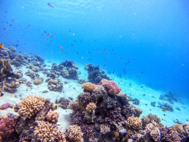 Sualtı panoramik mercan resifinin Lyretail anthias sürüsü (Pseudanthias squamipinnis) ve diğer tropikal balık türleri, deniz yosunları ve mercanlar ile Kızıl Deniz, Mısır. Acropora gemmifera ve Hood mercanı veya Pürüzsüz karnabahar mercanı (Stylophora 
