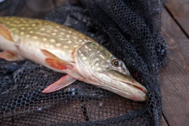 Freshwater Northern pike fish know as Esox Lucius on landing net. Fishing concept, good catch - big freshwater pike fish just taken from the water and fishing equipment on vintage wooden background with yellow leaves at autumn time