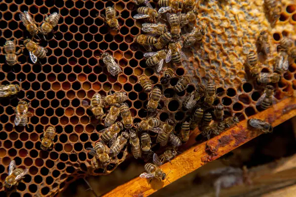 Frames of a beehive just taken from beehive with sweet honey. Bee honey and pollen collected in the beautiful brown honeycomb. Busy bees on the yellow honeycomb with open and sealed cells for sweet honey.