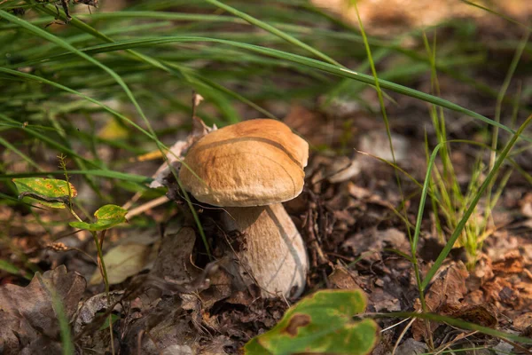 Boletus edulis (cep, porcino veya kral bolete, genellikle Porcini mantarı olarak bilinir), sonbahar mevsiminde orman zemininde yosun, yeşil çimen ve düşen yapraklar arasında yetişir.