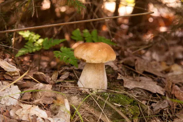 stock image Boletus mushroom in the wild. Porcini mushroom (cep, porcino or king bolete, usually called boletus edulis) growing in an autumn pine tree forest