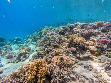 Sualtı panoramik mercan resifleri tropikal balıklar, deniz yosunları ve Mısır 'daki mercanlar. Acropora gemmifera ve Hood mercanı ya da Pürüzsüz karnabahar mercanı (Stylophora pistillata), Lobophyllia hemprichii, Acropora hemprichii veya Pristine Stag