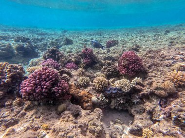 Mercan resifinde renkli tropikal balık Sohal Cerrah Balığı (Acanthurus Sohal) su altında tang. Mercanlar ve tropikal balıklarla dolu su altı yaşamı. Kızıl Deniz 'deki Mercan Resifi, Mısır
