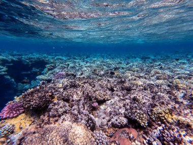 Sualtı panoramik mercan resifleri tropikal balıklar, deniz yosunları ve Mısır 'daki mercanlar. Acropora gemmifera ve Hood mercanı ya da Pürüzsüz karnabahar mercanı (Stylophora pistillata), Lobophyllia hemprichii, Acropora hemprichii veya Pristine Stag