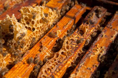 Arı kovanının çerçeveleri. Bal arılarının oluşturduğu çerçeveleri gösteren açılan kovan gövdesinin yakından görünümü