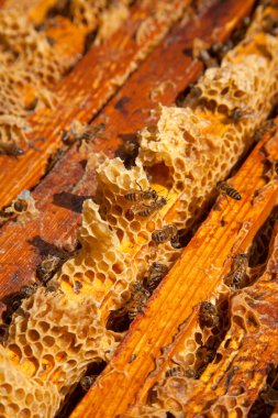 Arı kovanının çerçeveleri. Bal arılarının oluşturduğu çerçeveleri gösteren açılan kovan gövdesinin yakından görünümü