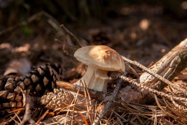 Vahşi doğada tek Boletus mantarı. Porcini mantarı (Sepet, porcino veya kral bolete, genellikle boletus edulis olarak bilinir) sonbahar mevsiminde çam ağacı ormanlarında yosun ve kuru yapraklar arasında yetişir.