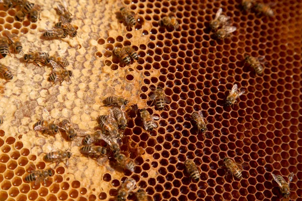 甘い蜂蜜で蜂の巣から取ったばかりの蜂の巣のフレーム 甘い蜂蜜のための開いて密封された細胞と黄色のハニカム上の忙しいミツバチ ビー蜂蜜収集でザ美しいです茶色いハニカム ストック画像