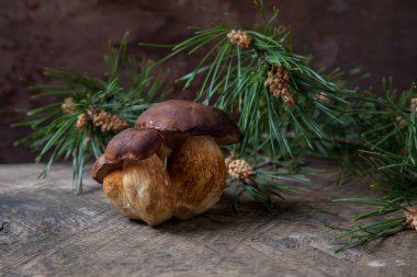 Boletus badius, imleria badia ya da bay bolete mantarlarının sonbahar kompozisyonu arkada yeşil çam dalı olan klasik ahşap arka planda. Yenilebilir ve gözenekli mantarların kadife rengi kahverengi veya kestane rengi başlıkları vardır.
