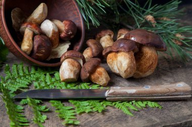 Boletus badius, imleria badia ya da bay bolete 'nin sonbahar kompozisyonu, mantarlı kil kasesi ve çam ağacının yeşil dallı ve eğreltiotu yapraklı klasik ahşap arka planda bıçak. Yenilebilir ve gözenekli mantarların kadife kahverengi veya kestane rengi vardır. 