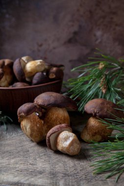 Sonbahar kompozisyonu boletus badius, imleria badia ya da bay bolete ve mantarlı kil kasesi eski ahşap arka planda yeşil çam ağacı dalı ile. Yenilebilir ve gözenekli mantarların kadife rengi kahverengi veya kestane rengi başlıkları vardır.