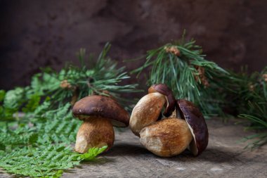Birkaç Boletus badius, imleria badia ya da Bay bolete mantarlarının sonbahar kompozisyonu eski ahşap arka planda eğreltiotu yeşil yaprağı ve arkasında çam ağacı dalı ile birlikte. Yenilebilir ve gözenekli mantarların kadife rengi kahverengi veya kestane rengi başlıkları vardır.