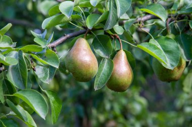 Olgun armut ağacı dalı. Bahçedeki organik armut. Görünümü armut kadar yakın büyümeye armut ağacı dalı yaprakları altında güneş ışığı ile. Armut tarih seçici odak