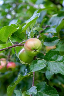 Yeşil elma hasat edilebilir hazır dal. Yaz Bahçe köyünde. Seçici odak ile sunligh meyve elma Şubesi