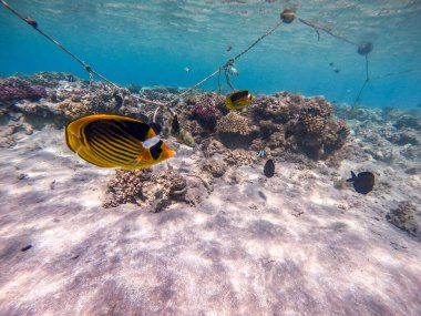 Mercan resifinde suyun altında Chaetodon fasciatus olarak bilinen tropikal Diagonal ya da rakun kelebeği. Mercanlar ve tropikal balıklarla dolu su altı yaşamı. Kızıl Deniz 'deki Mercan Resifi, Mısır