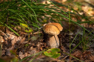 Boletus edulis (cep, porcino veya kral bolete, genellikle Porcini mantarı olarak bilinir), sonbahar mevsiminde orman zemininde yosun, yeşil çimen ve düşen yapraklar arasında yetişir.