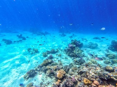 Sualtı panoramik mercan resifleri tropikal balıklar, deniz yosunları ve Mısır 'daki mercanlar. Acropora gemmifera ve Hood mercanı ya da Pürüzsüz karnabahar mercanı (Stylophora pistillata), Lobophyllia hemprichii, Acropora hemprichii veya Pristine Stag