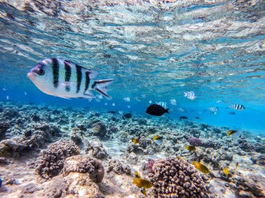 Balıkların farklı türleri - yelken tang veya Desjardin 'in yelken yüzgeci tang, Hipposcarus longiceps veya Uzun Burunlu Parrotfish, Rhinecanthus suikast balığı veya Picasso tetikleyici, Birdmouth wrasse, Klunzinger' s wrasse ve diğer tropikal balıklar