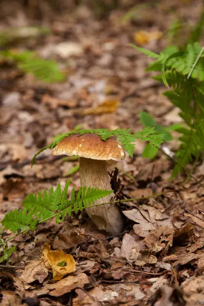 Boletus edulis (cep, porcino veya kral bolete, genellikle Porcini mantarı olarak bilinir), sonbahar mevsiminde orman zemininde yosun, yeşil çimen ve düşen yapraklar arasında yetişir.