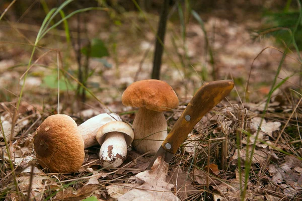 Several boletus mushroom in an autumn pine tree forest. Porcini mushrooms (cep, porcino or king bolete, usually called boletus edulis) on the forest floor among moss and dry fallen leaves at autumn season