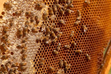 Tatlı ballı arı kovanından alınan bir arı kovanının çerçeveleri. Tatlı bal için açık ve mühürlü hücreleri olan sarı bal peteğinde meşgul arılar. Arı balı güzel kahverengi bal peteğinde toplandı.