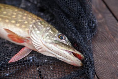 Freshwater Northern pike fish know as Esox Lucius on landing net. Fishing concept, good catch - big freshwater pike fish just taken from the water and fishing equipment on vintage wooden background with yellow leaves at autumn time