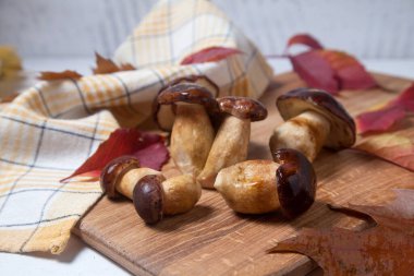 Boletus Badius, Imleria Badia ya da Bay Bolete 'nin sonbahar kompozisyonu ve ahşap kesim tahtasında canlı sonbahar yaprakları. Yenilebilir ve gözenekli mantarların kadife rengi kahverengi veya kestane rengi başlıkları vardır.