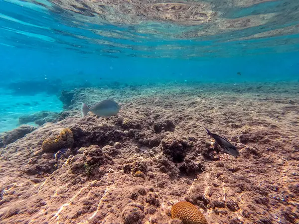 stock image Tropical Naso annulatus fish known as Whitemargin Unicorn fish  underwater at the coral reef. Underwater life of reef with corals and tropical fish. Coral Reef at the Red Sea, Egypt