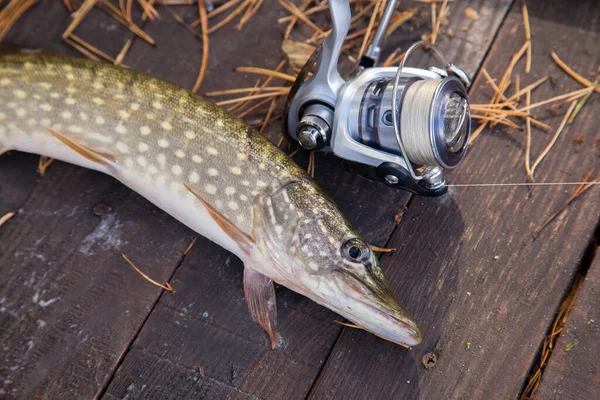 Tatlı su Kuzey pike balık vintage ahşap zemin üzerine sarı yaprakları ile Sonbahar zaman yalan makara ile Esox Lucius ve olta biliyor. Balık tutma kavramı, iyi av - sadece su ve olta ile yeniden alınan büyük tatlı su pike balık