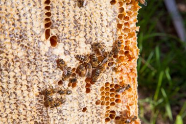 Arı kovanının çerçeveleri. Tatlı bal için açık ve mühürlü hücreleri ile kovan içinde meşgul arılar. Arı bal güzel sarı petek toplanan