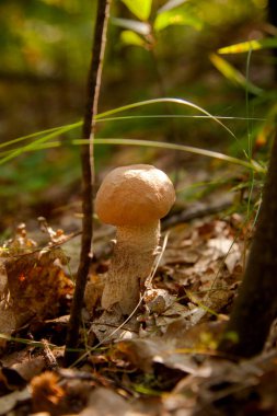 Sonbahar ormanlarında düşen yapraklar, çimenler ve yosunlar arasında büyüyen yenilebilir orman mantarı kahverengi kapak boletus 'un yakın görüntüsü. Yenebilir orman mantarları..