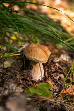 Boletus edulis (cep, porcino veya kral bolete, genellikle Porcini mantarı olarak bilinir), sonbahar mevsiminde orman zemininde yosun, yeşil çimen ve düşen yapraklar arasında yetişir.