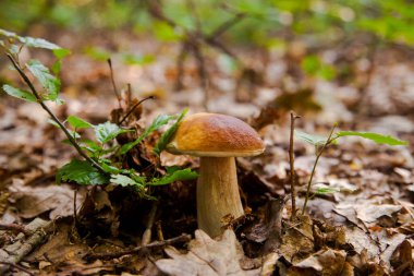 Boletus edulis (cep, porcino veya kral bolete, genellikle Porcini mantarı olarak bilinir) sonbahar mevsiminde orman zemininde yosun ve kuru yapraklar arasında yetişir.