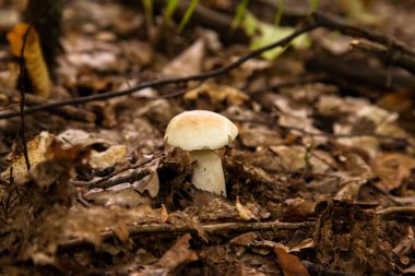 Boletus edulis (cep, porcino veya kral bolete, genellikle Porcini mantarı olarak bilinir) sonbahar mevsiminde orman zemininde yosun ve kuru yapraklar arasında yetişir.